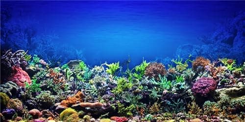 MIRRORANG Fond d'aquarium corail 61x41 cm vinyle